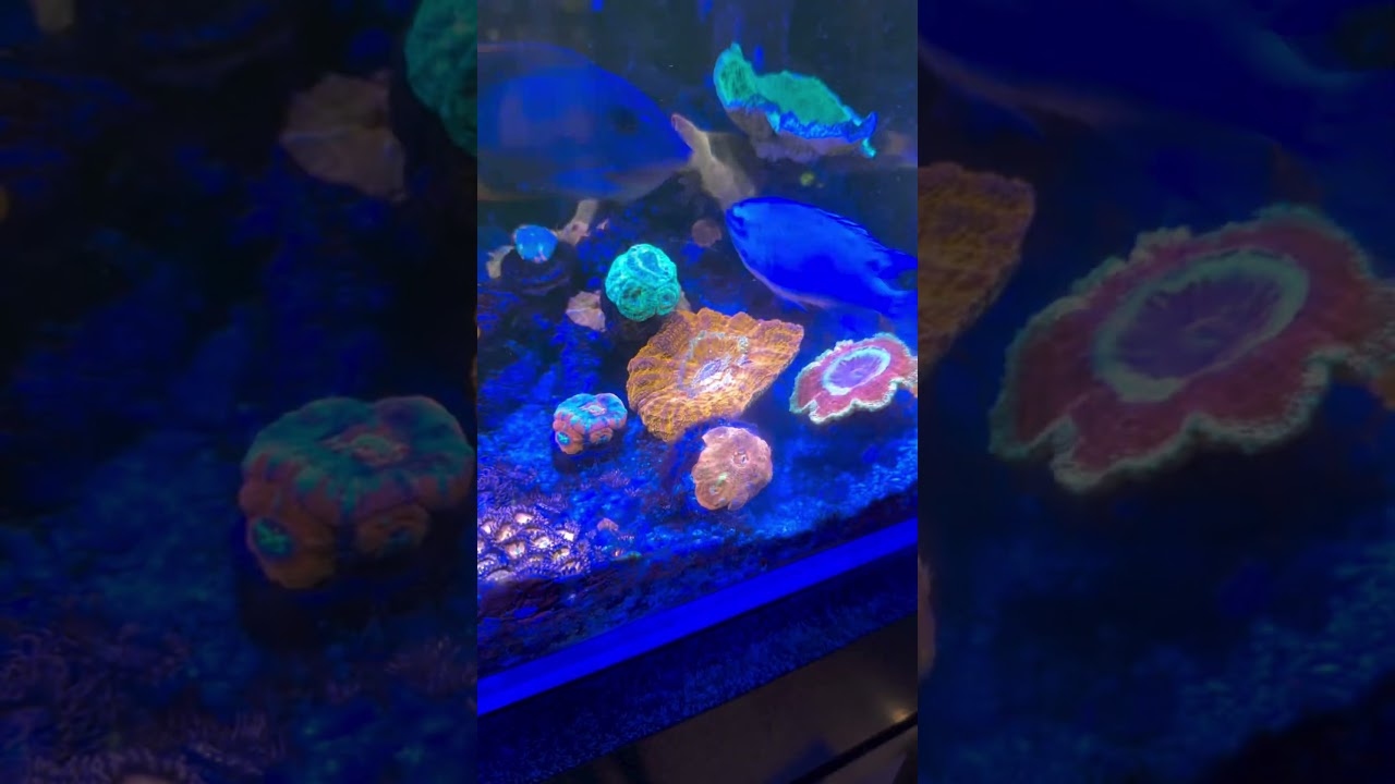 Polyplab Reef Roids - Coral Food Andalan biar coral Glowing & Tumbuh Pesat  