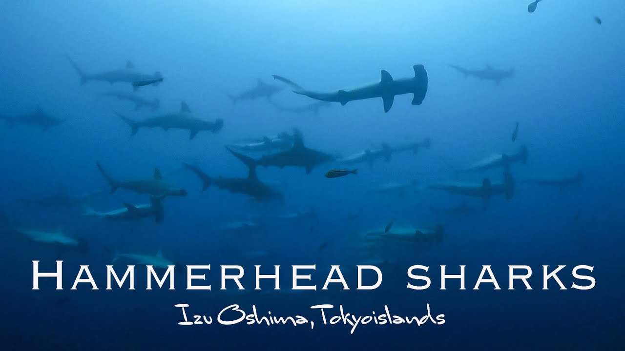 【奇跡】ハンマーヘッドシャークの群れ！東京の島、伊豆大島で出会う！`School of HammerHead shark in Izu Ozhima, Tokyoislands