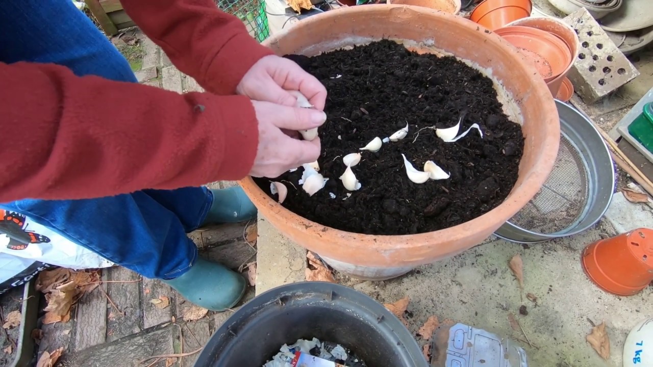 Planting garlic, bluebells and snowdrops