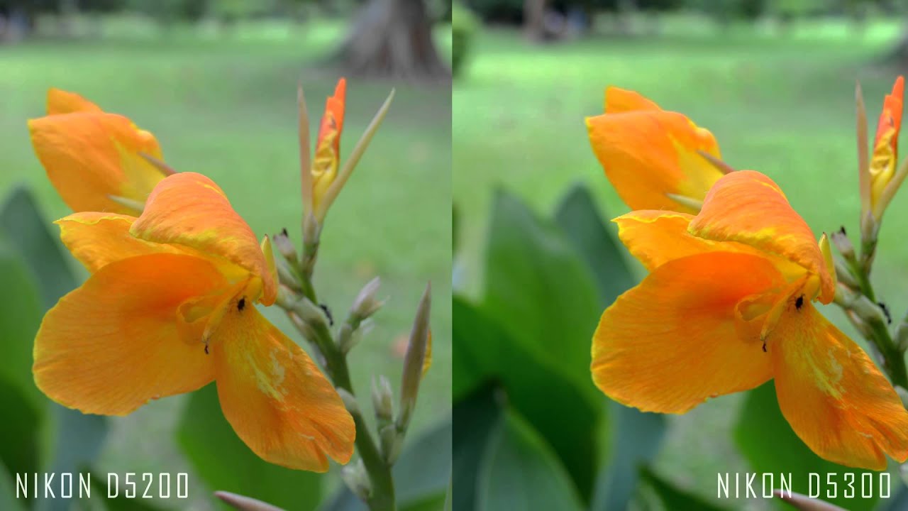 Nikon D5200 vs Nikon D5300 Picture Quality Comparison
