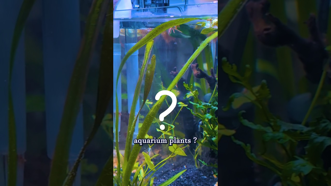 Quick Fix For Melting Plants | Valisneria