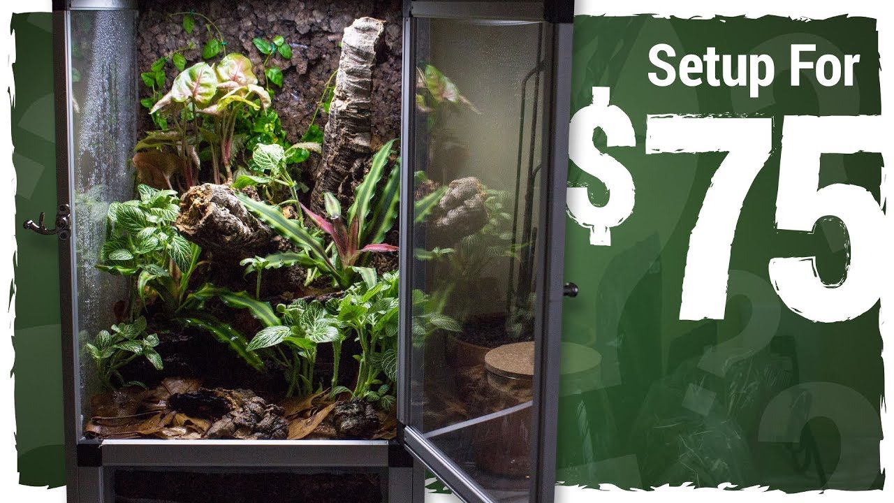 Can I Set Up a Vivarium for $75?