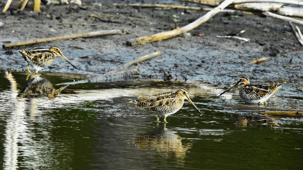 3 Wilson's Snipes Feeding Bathing and Preening