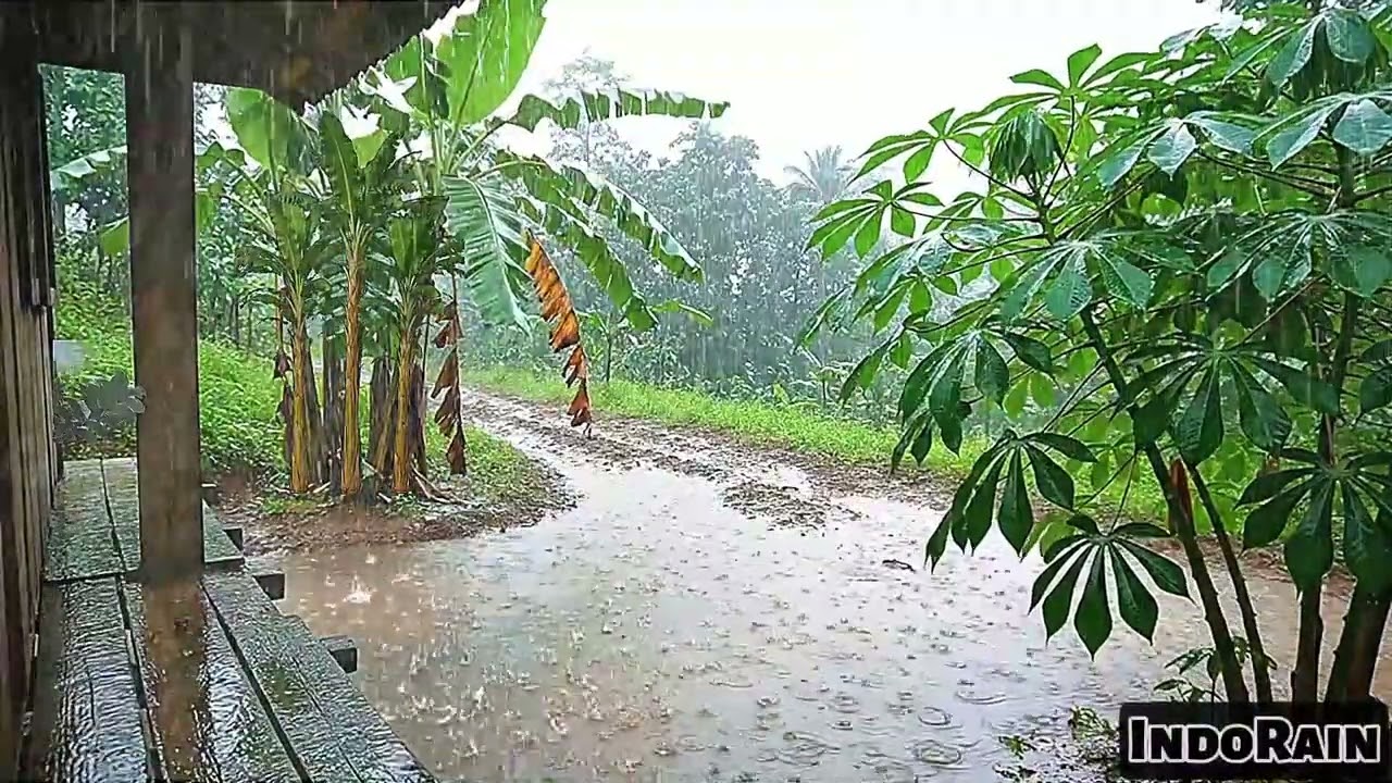 EXTREME Tropical Rain on Tin Roof 🌧️ Fall Asleep Instantly | Village Rain Ambience
