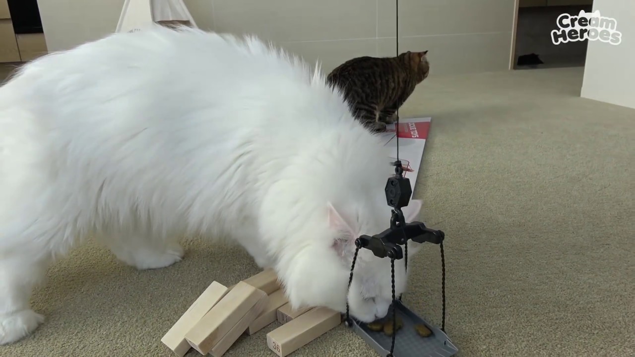 Tried Lifting Kitties With A Crane Toy. (ENG SUB)