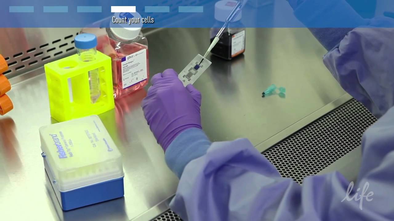 How to thaw and plate primary cells
