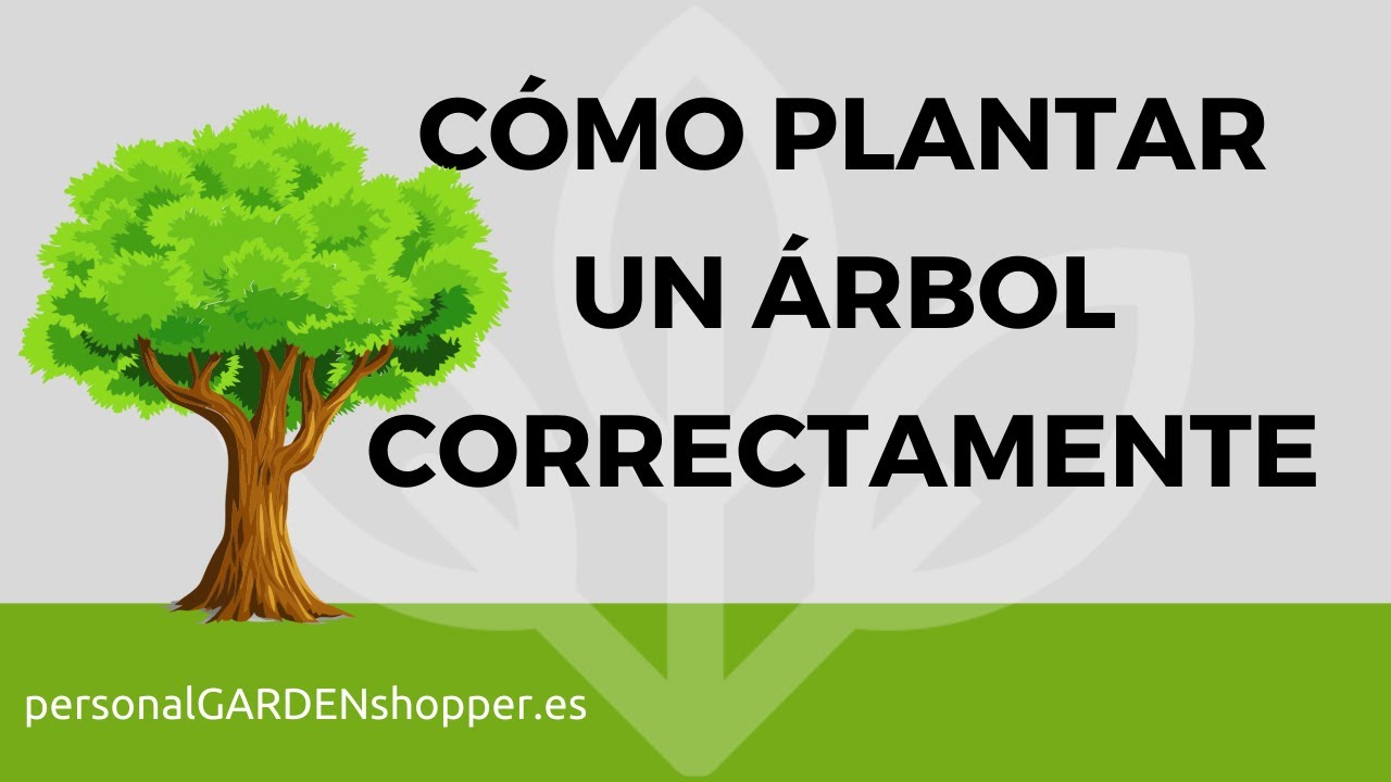 CÓMO PLANTAR UN ÁRBOL CORRECTAMENTE