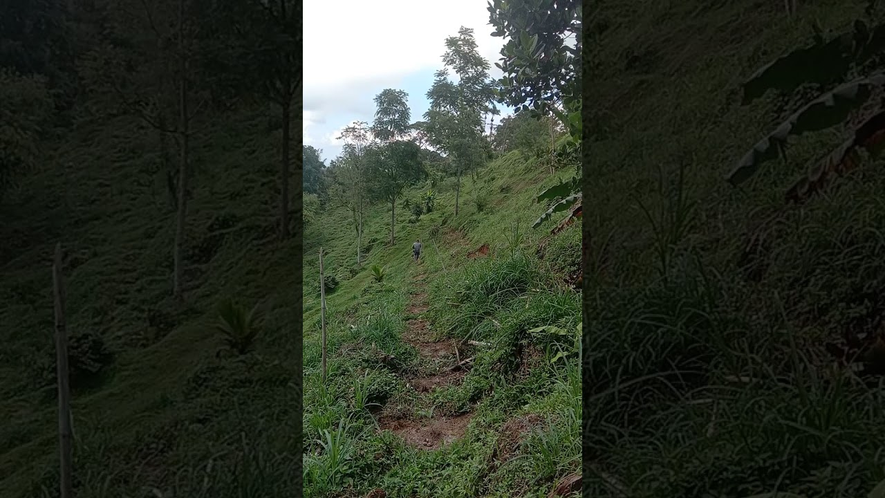 Lagi mupuk kopi