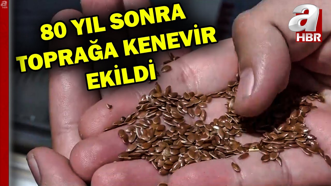 80 yıl sonra toprağa kenevir ekildi! Konya'da kenevir işleme fabrikaları kurulacak | A Haber
