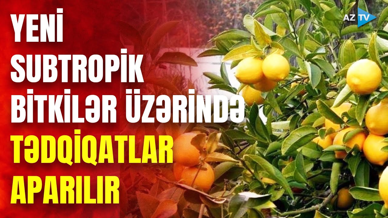 Lənkəranda yeni subtropik bitkilər üzərində elmi tədqiqat aparılır: yeni meyvə sortları hansılardır?