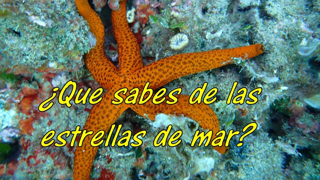 ¿Que sabes de las estrellas de mar?