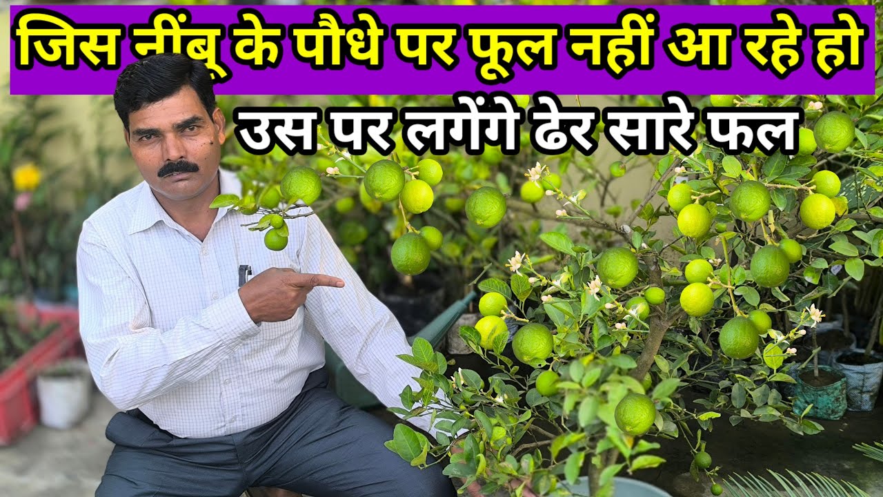 जिस नींबू के पौधे में फल नहीं आ रहा है उस में आयेगा फल टहनियाँ भर कर | Lemon Plant Care