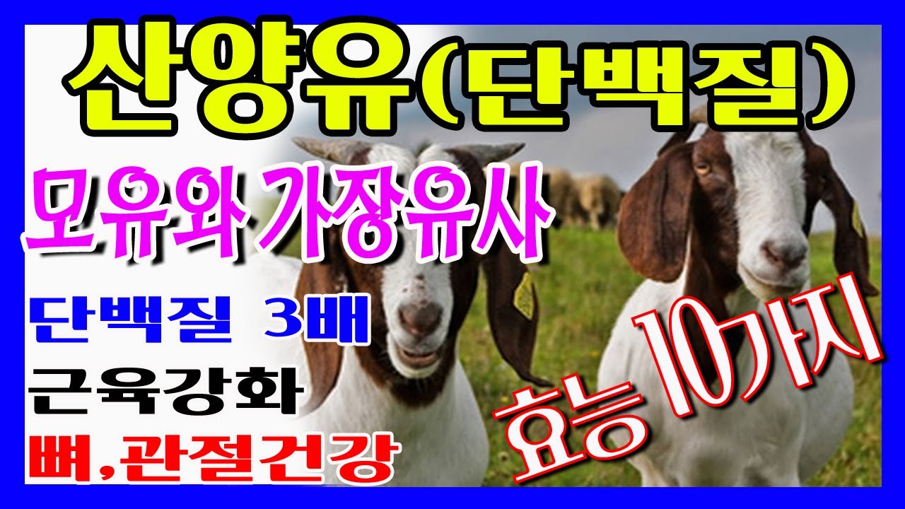 산양유 효능 10가지와 부작용. 산양유프로틴 효능, 산양유 효과, #산양유효능 #산양유의효능 #산양유단백질효능 #산양유프로틴효능