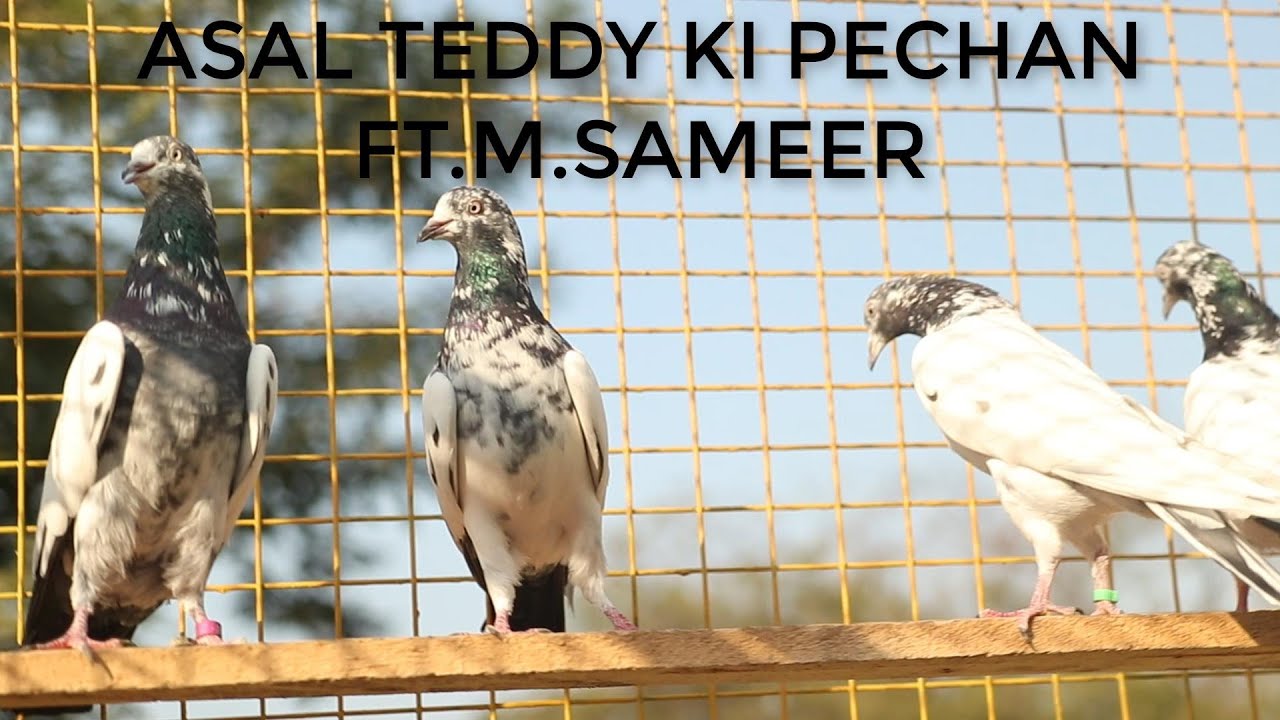 PURE TEDDY KABOOTAR KI PECHAN ? HOW TO IDENTIFY PURE TEDDY PIGEON?? FT M.SAMEER