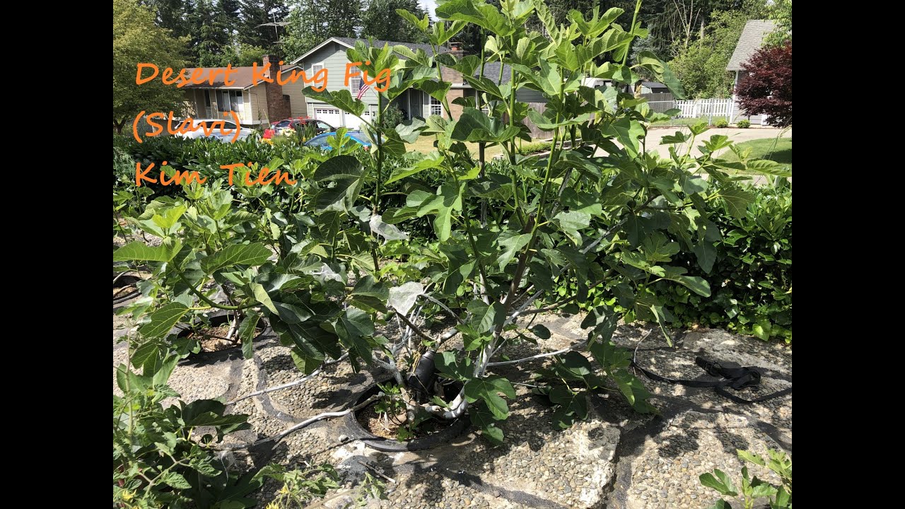 Desert King Fig dwarf training PNW Gardening