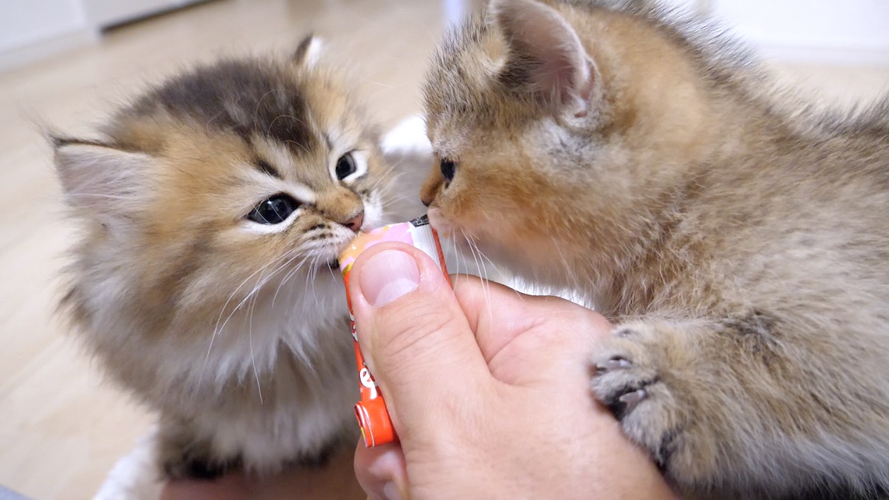This is the last night I will spend with kitten Kuro. All the kittens had a snack together
