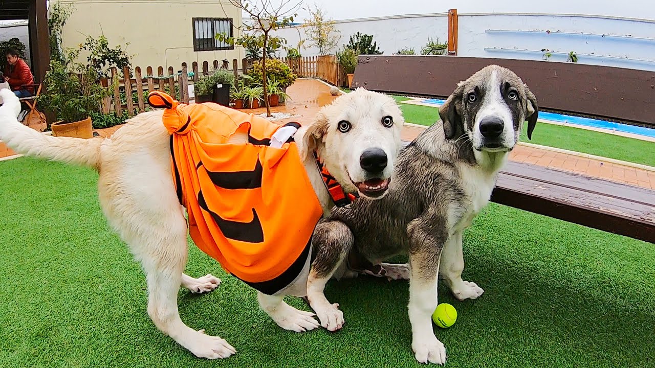 Dog brothers reunited after traumatic separation!