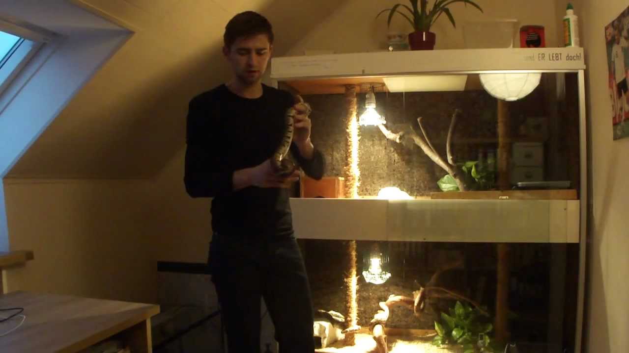 Vorstellung der Schlangen