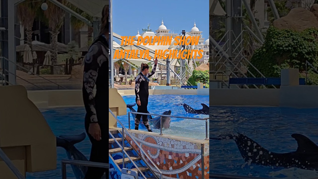 🐬👌The Dolphin Show | Highlights 