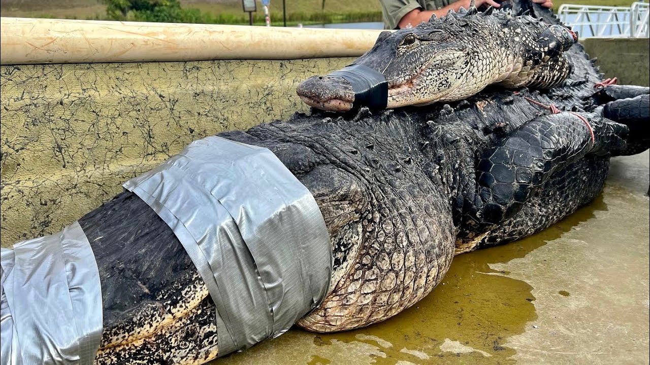 Nuisance Alligator removal. They are alive in the boat