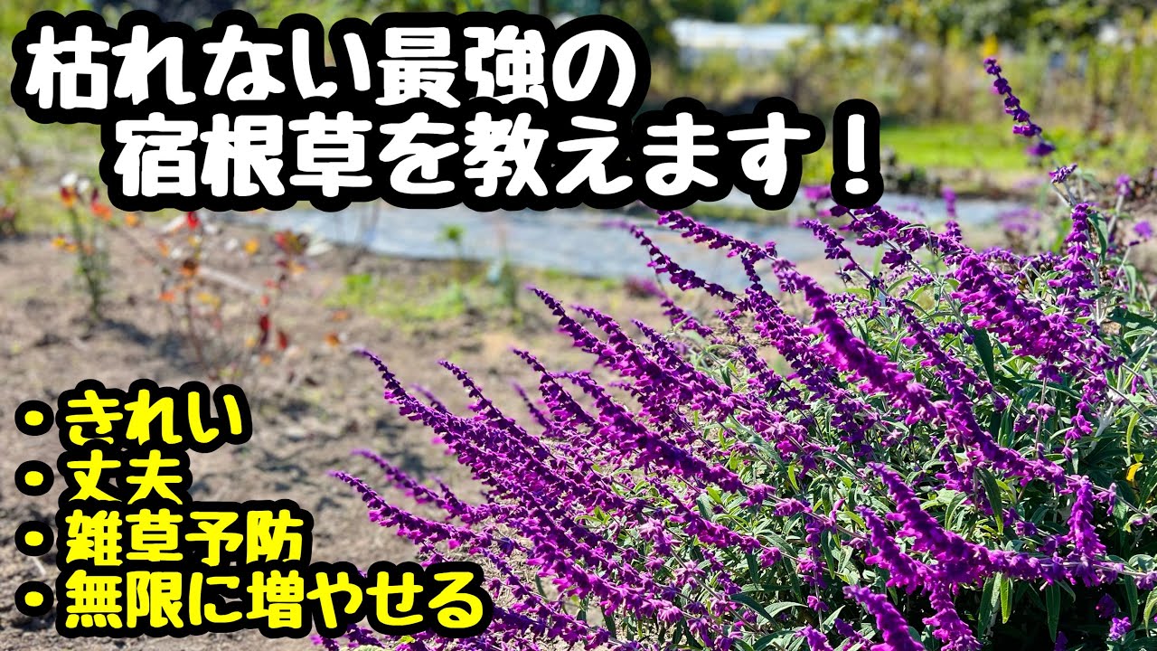 ■枯れない【最強の宿根草】を紹介します(#^.^#)