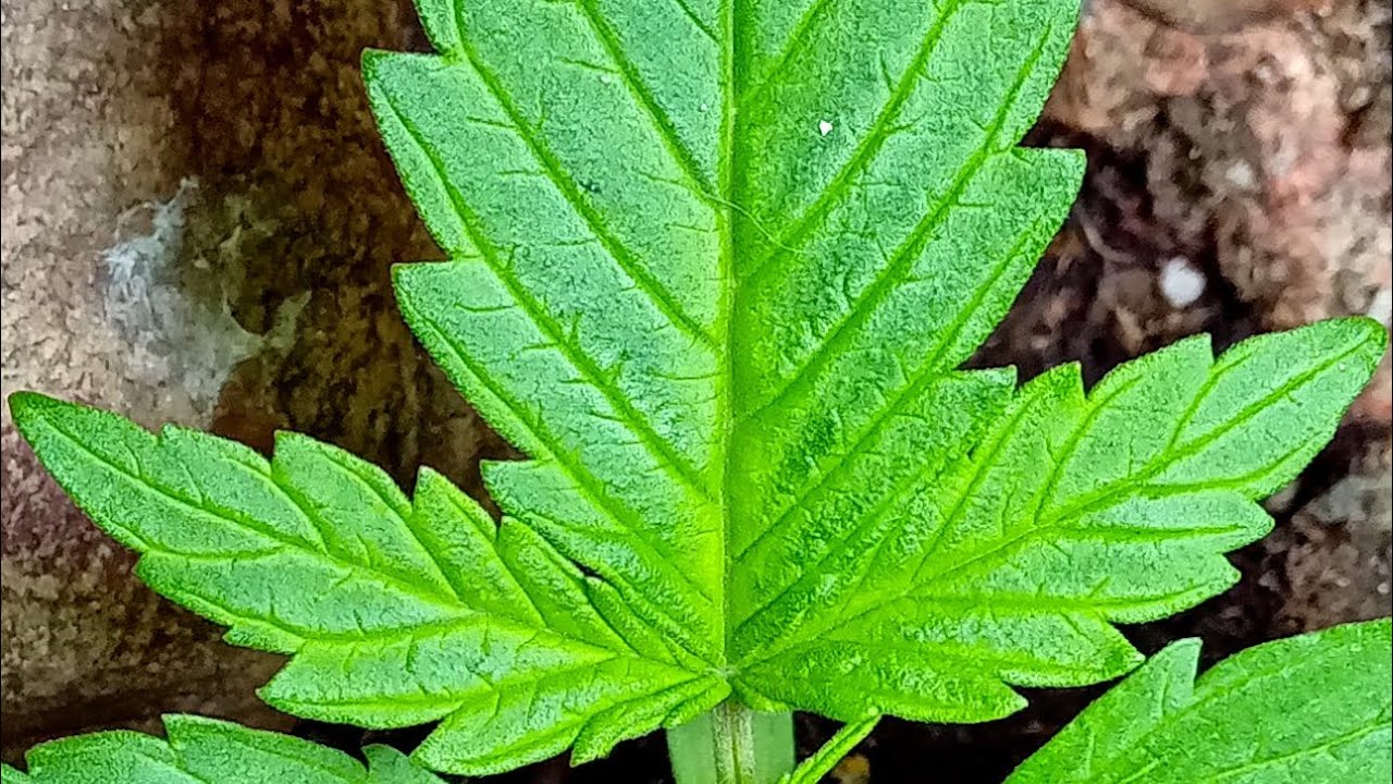 Tangie Auto (Buddha Seeds) 16 days.