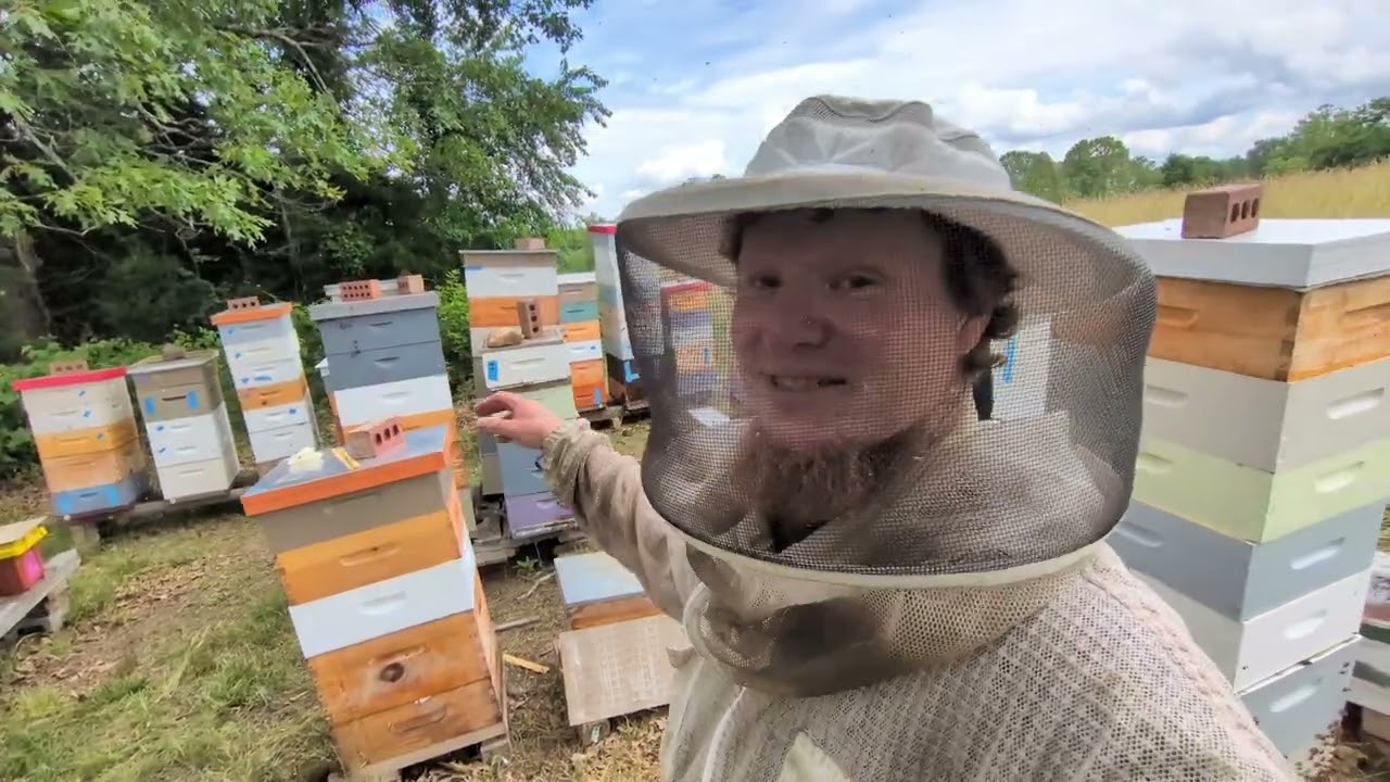 Fixing chronic bee paralysis via requeening.  Success and failures in the follow-up visits.