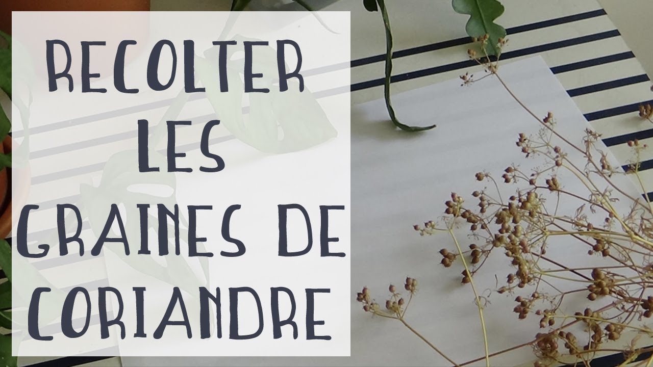 Comment r&eacute;colter les graines de coriandre | Tuto jardinage