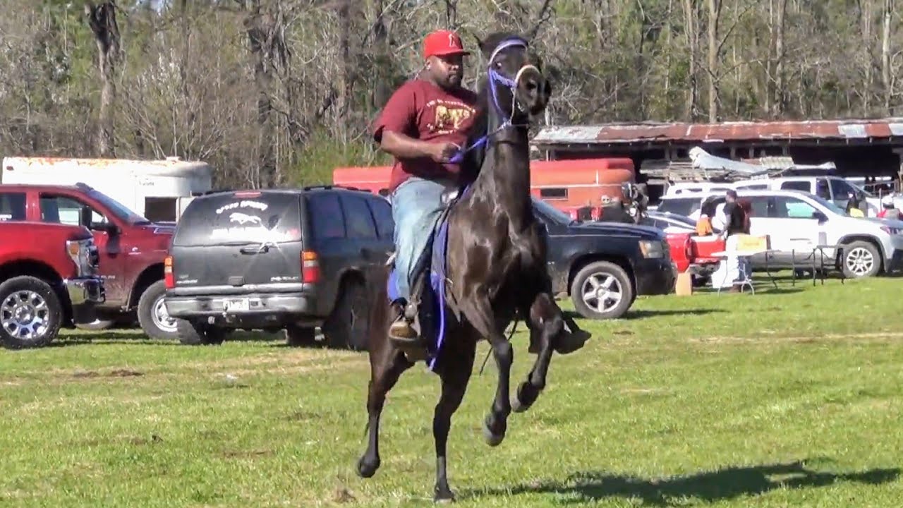2024 Magnolia Racking Horse Trail Ride (Doss Family)