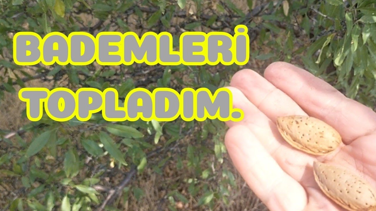 BÖLGE TEMİZLENMEDİ, HER YER HURDA DOLU BADEM TOPLADIM