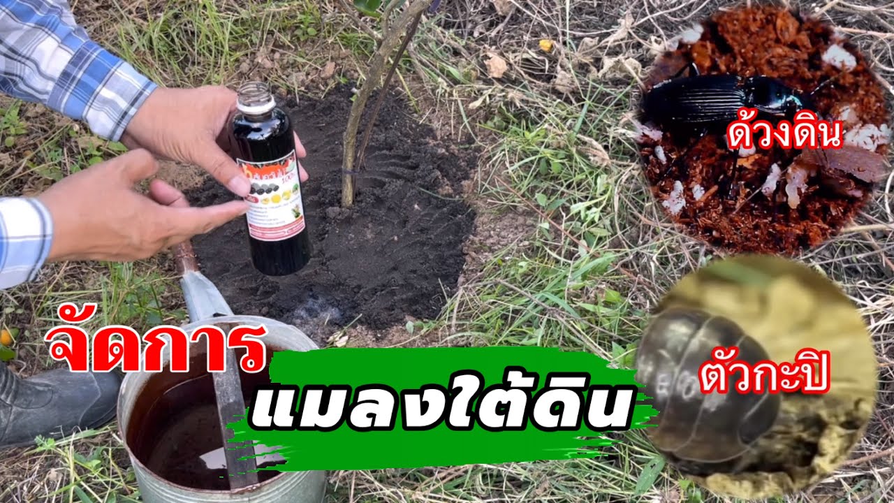ว้าวมาก ! จัดการแมลงใต้ดิน ด้วยสิ่งนี้ | เกษตรกรชาวบ้าน