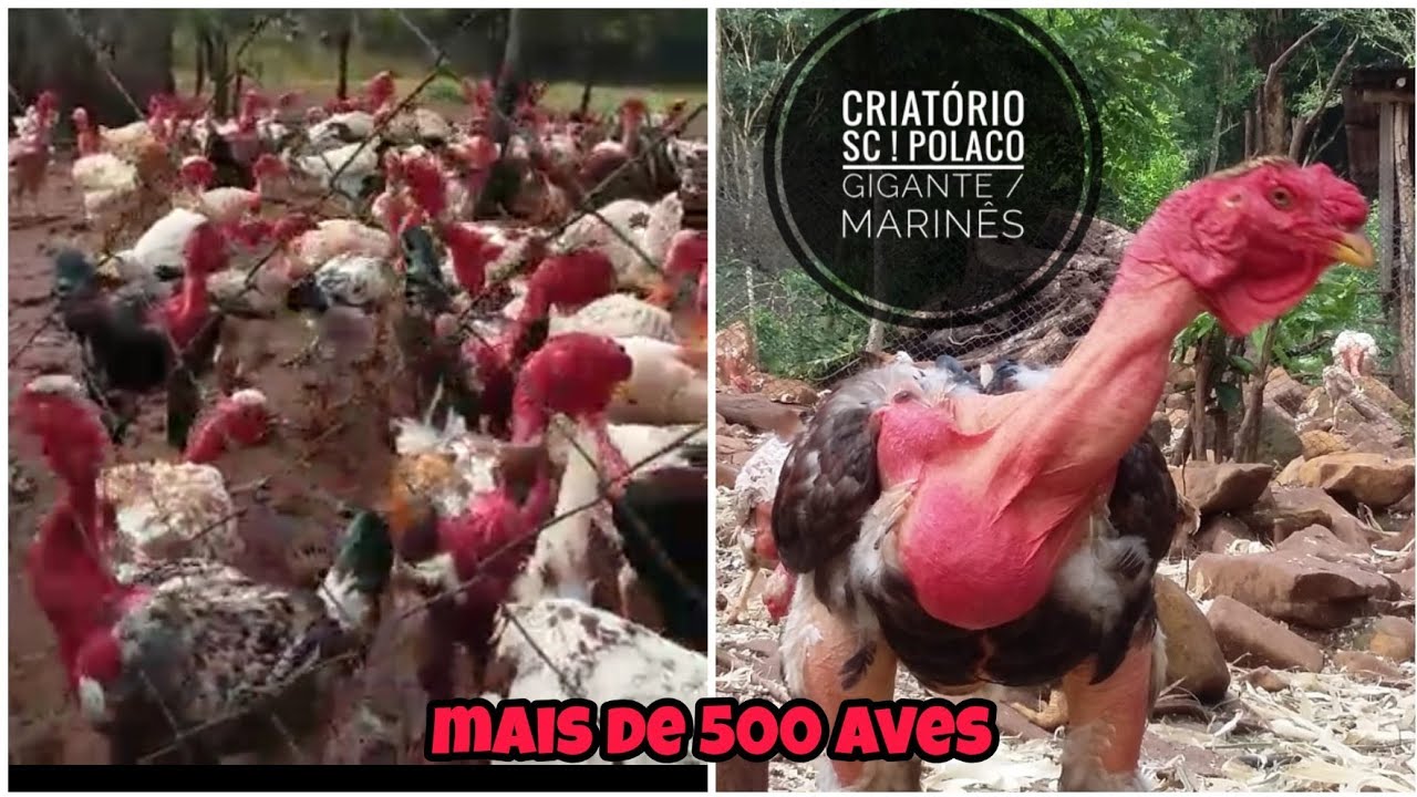 POLACO GIGANTE , CONHEÇA ESSA RAÇA DE GALINHA CAIPIRA !