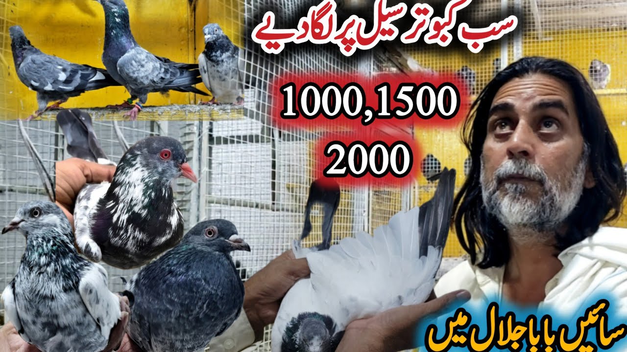 Shah Nazar Kabootar Market || 0318-420-7752 || Sai Faisal Ney High Class Kabootar Dekha Dye