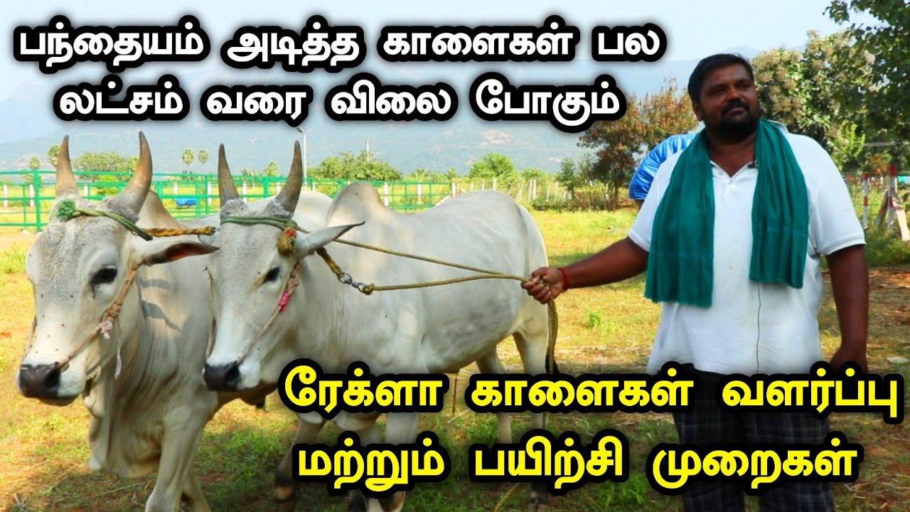 ரேக்ளா காளைகள் வளர்ப்பு முறைகள் மற்றும் பயிற்சி - ஜோடி 1 லட்சம் வரை விலை | Rekla Cow Farming