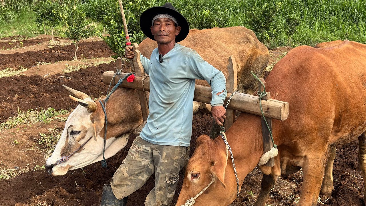 KANG HARTONO MBROJOL KEBUN JERUK NYA #salamsatusingkal 