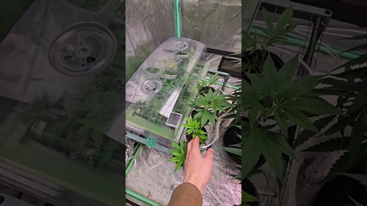 Super Lemon Haze F5 Ethos Genetics