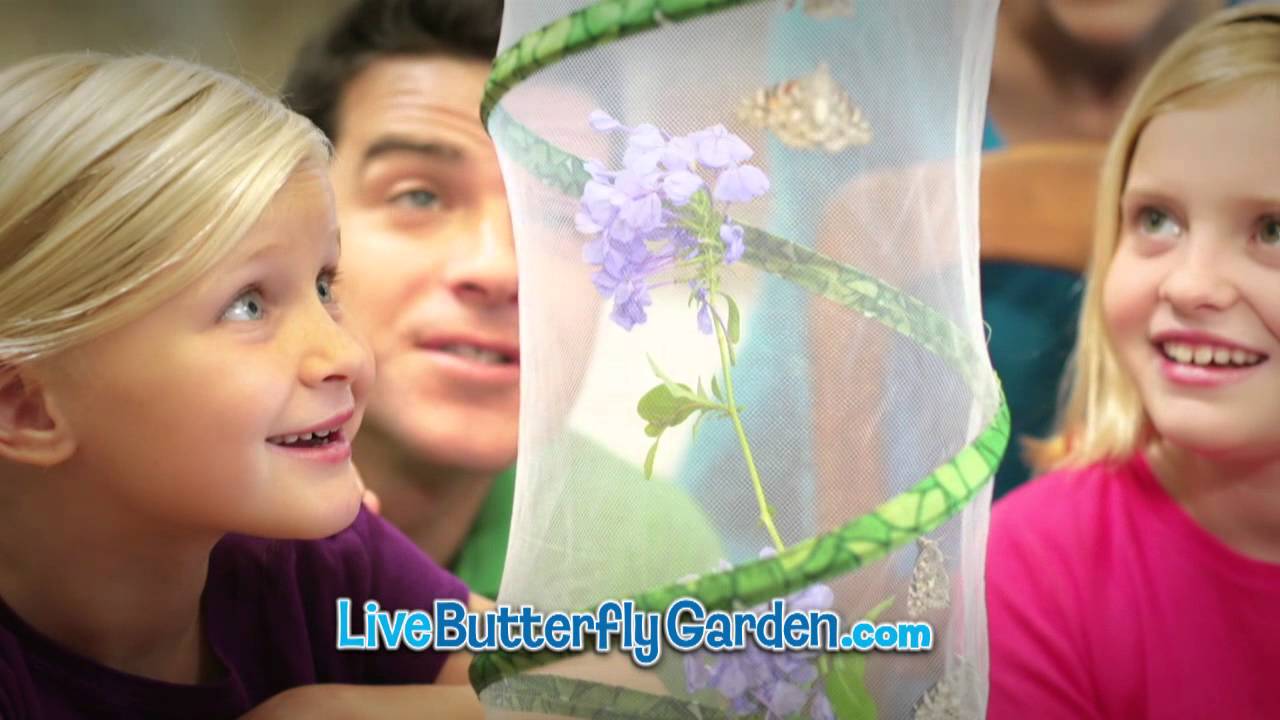 Grow Caterpillars to Butterflies with Insect Lore's Butterfly Garden