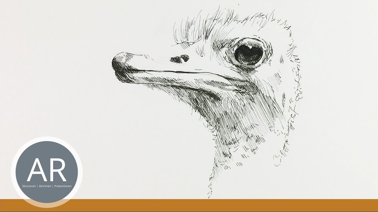 Tiere zeichnen lernen. Tier-Porträts. Tierzeichnungnen. Mappenvorbereitungskurs Kunst
