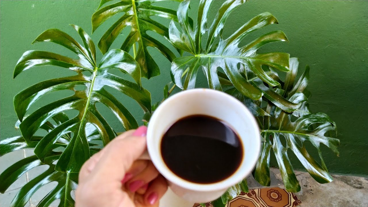 ☕ PASSEI CAFÉ NAS FOLHAS DAS PLANTAS E OLHA COMO ELA FICOU!!😱 INCRIVEL!!!