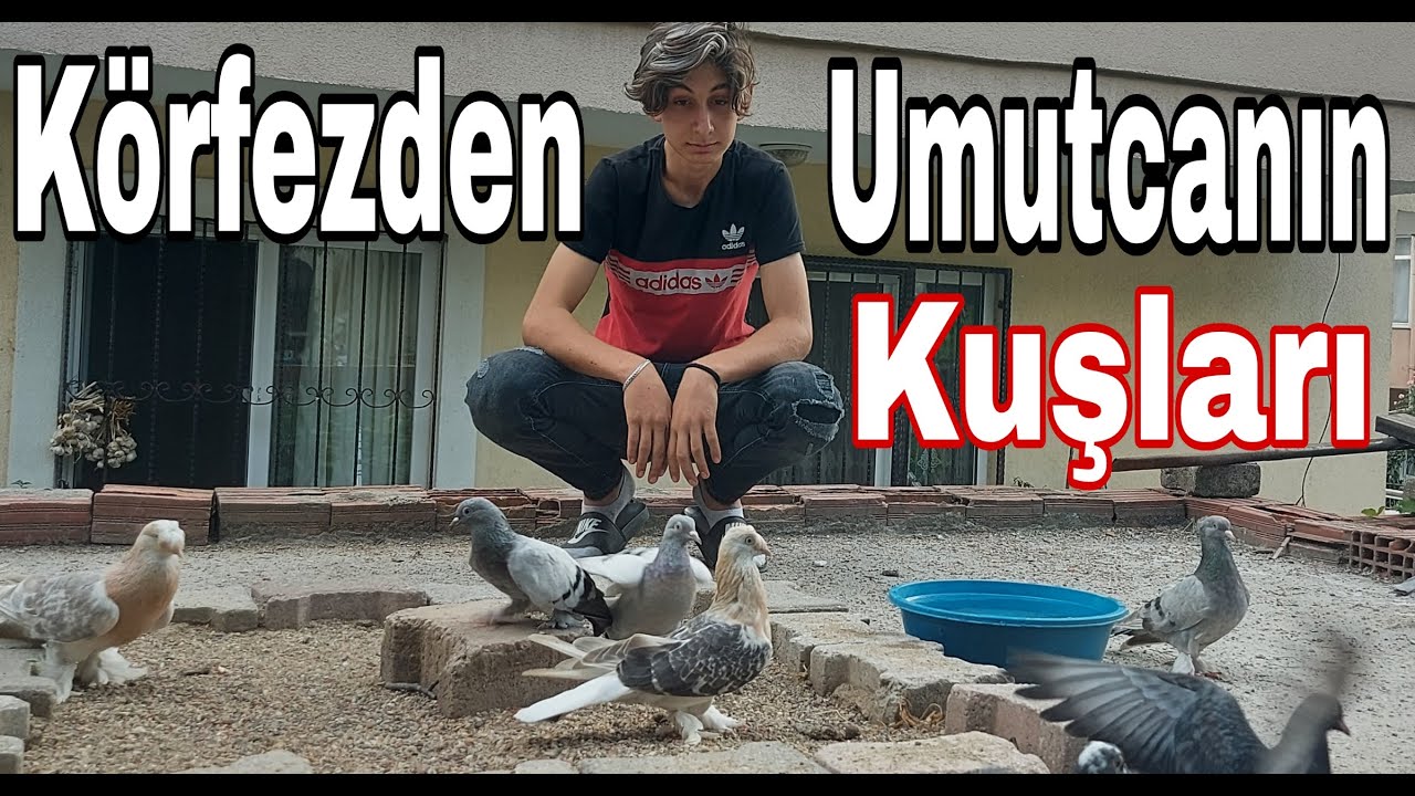 Körfezden Umutcanın Kuşları. Körfez Taklacı Güvercin Kümesleri.