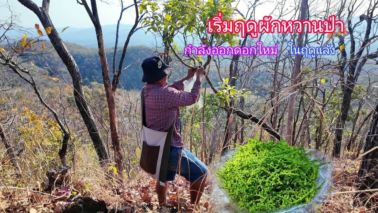 เริ่มออกแล้ว!!ผักหวานป่าหน้าแล้งกำลังออกดอกอ่อนๆบนเขาสูง