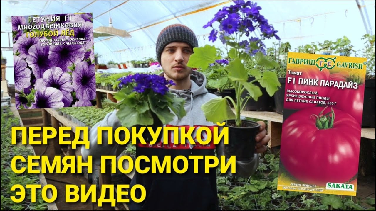 ВСЯ ПРАВДА О ГИБРИДАХ F1. МОЖНО ЛИ СОБИРАТЬ СЕМЕНА С ГИБРИДА. ЧТО ЛУЧШЕ СОРТ ИЛИ ГИБРИД?