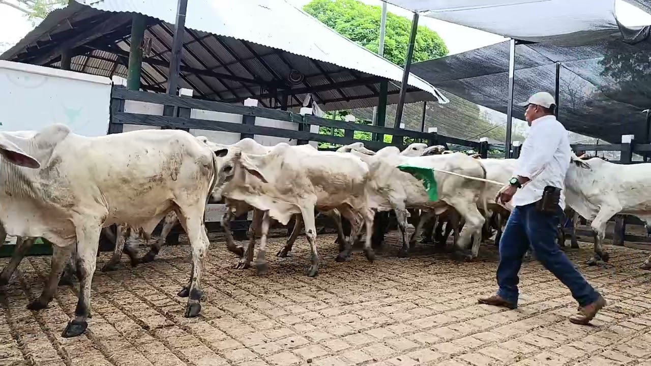 LOTE 126. Feria 3 Subasta Santa Clara