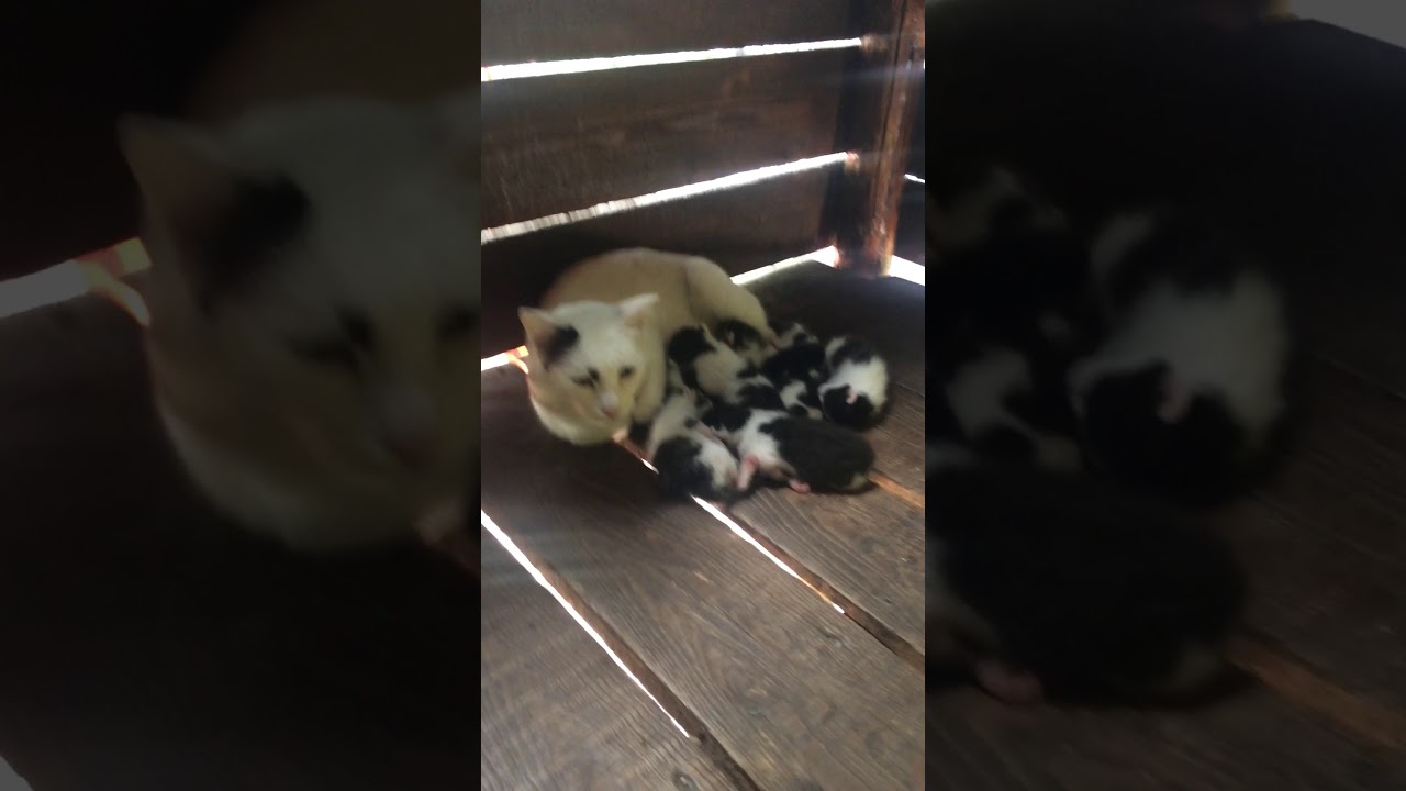 Kedi ve yavrusunu istemiyor   (lütfen abone olun)