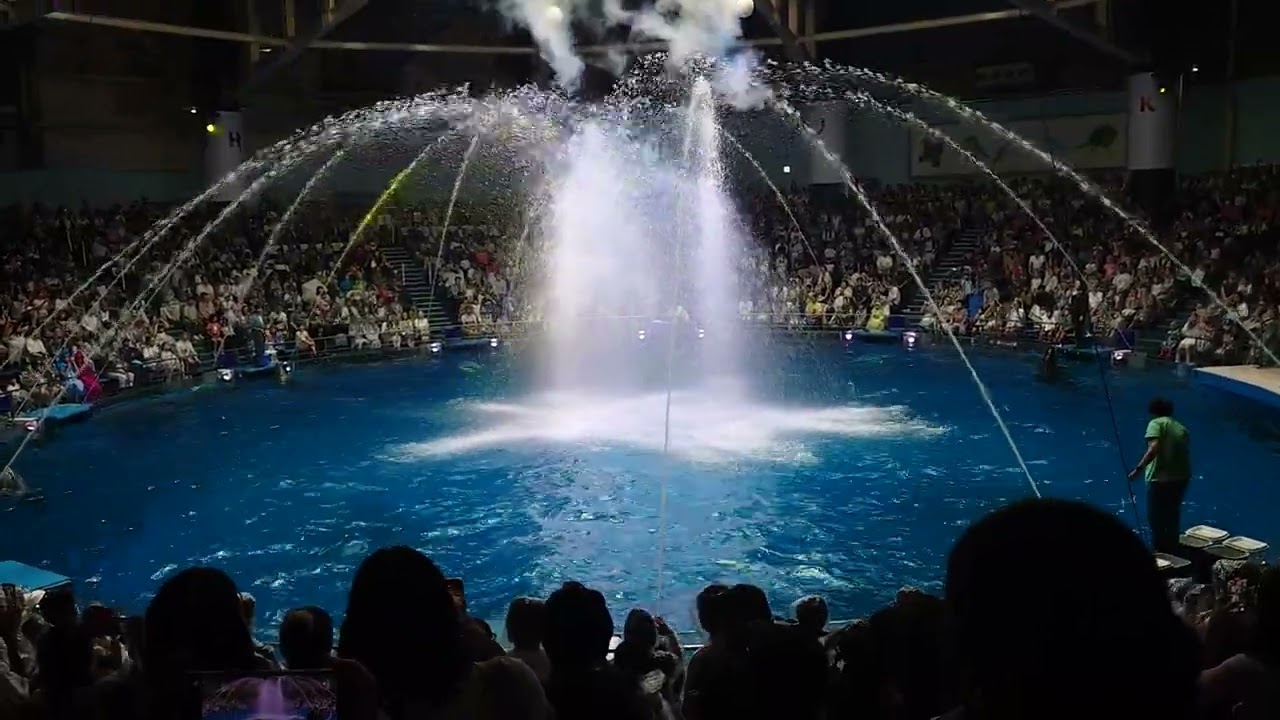 イルカショー
