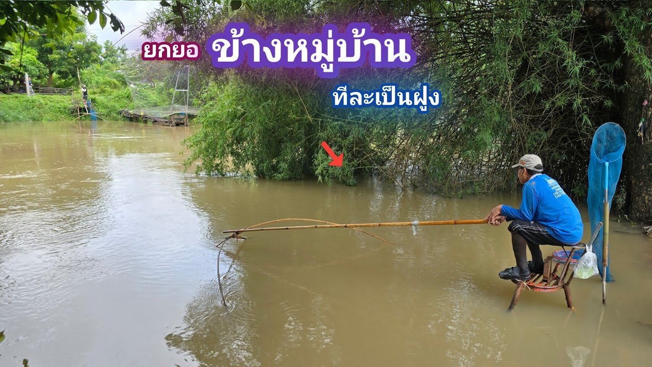 ยกยอ ข้างหมู่บ้าน เข้าทีละเป็นฝูง ปลาเยอะมาก / บ้านนอก EP.935
