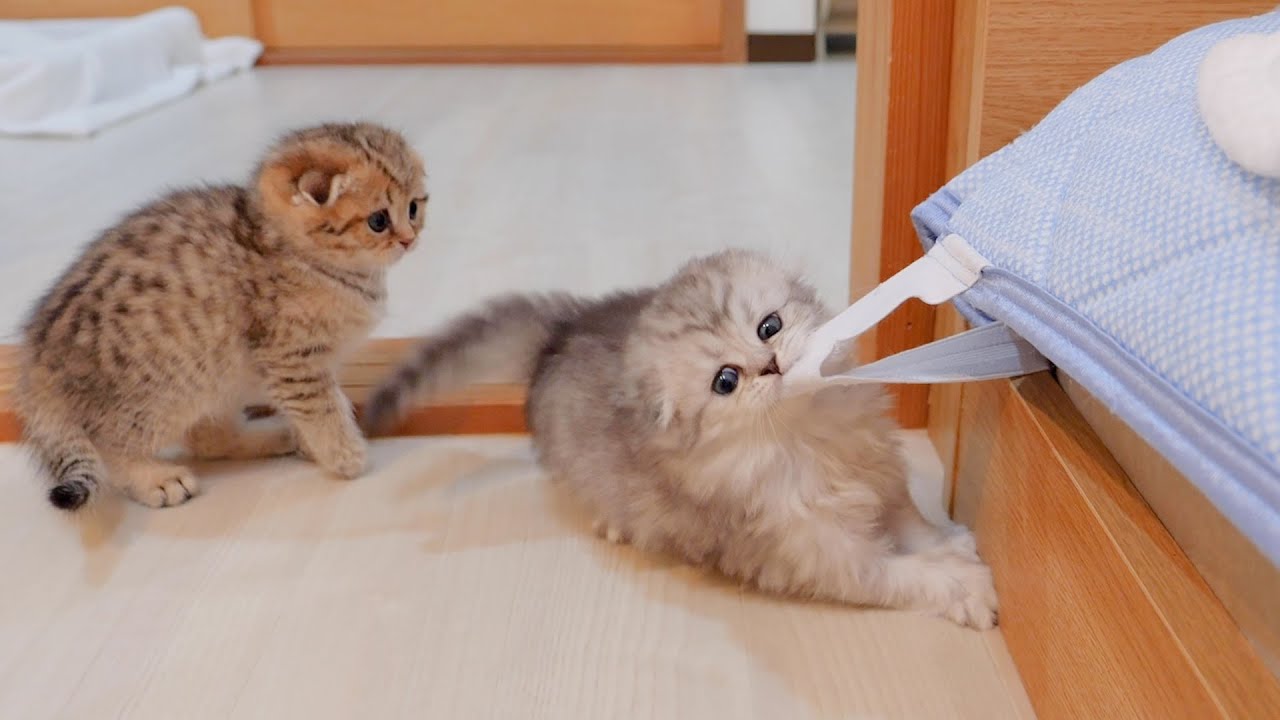Котенок, который, вероятно, заправлял постель, был слишком милым!