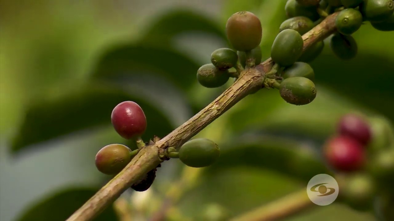 Nueva variedad de café Geisha