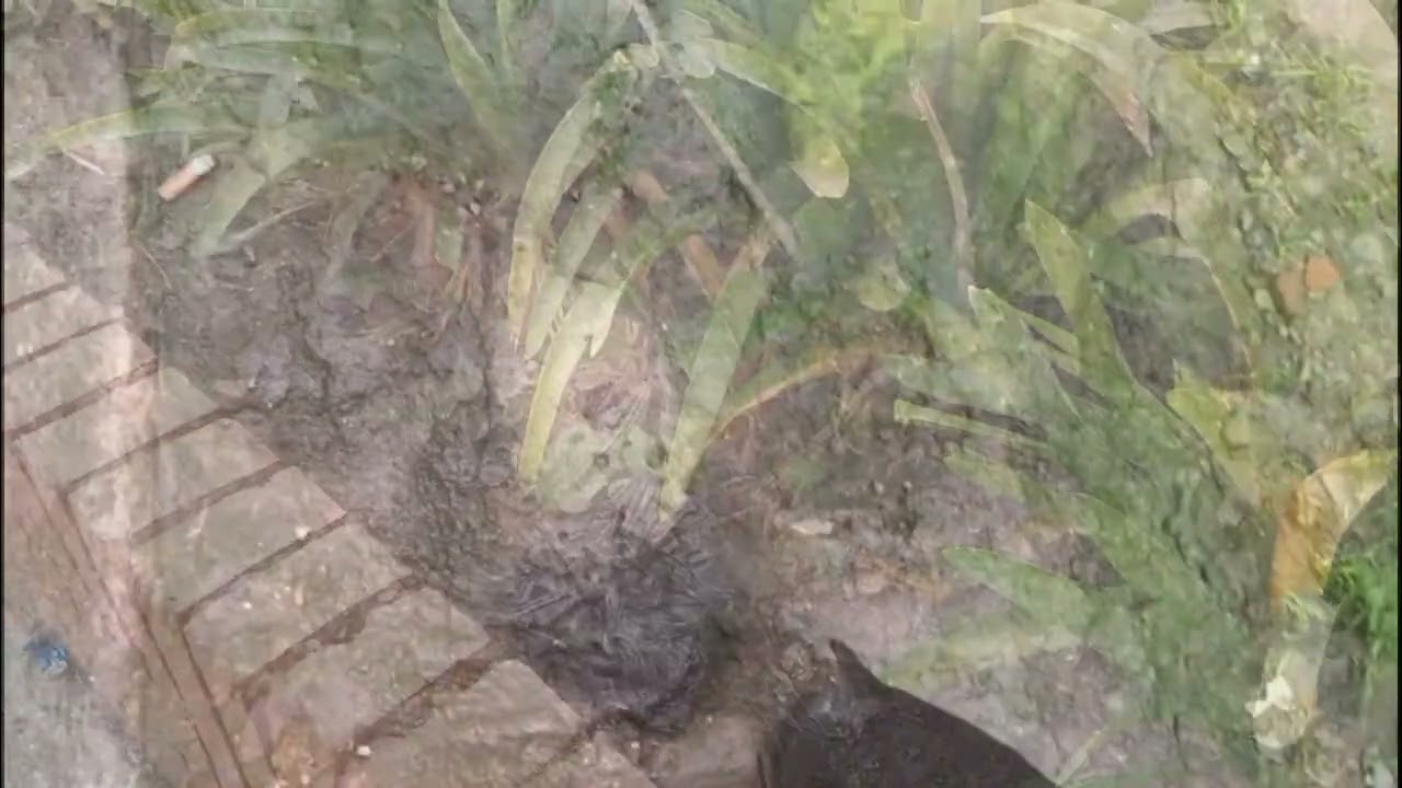 Dejando Huellas 