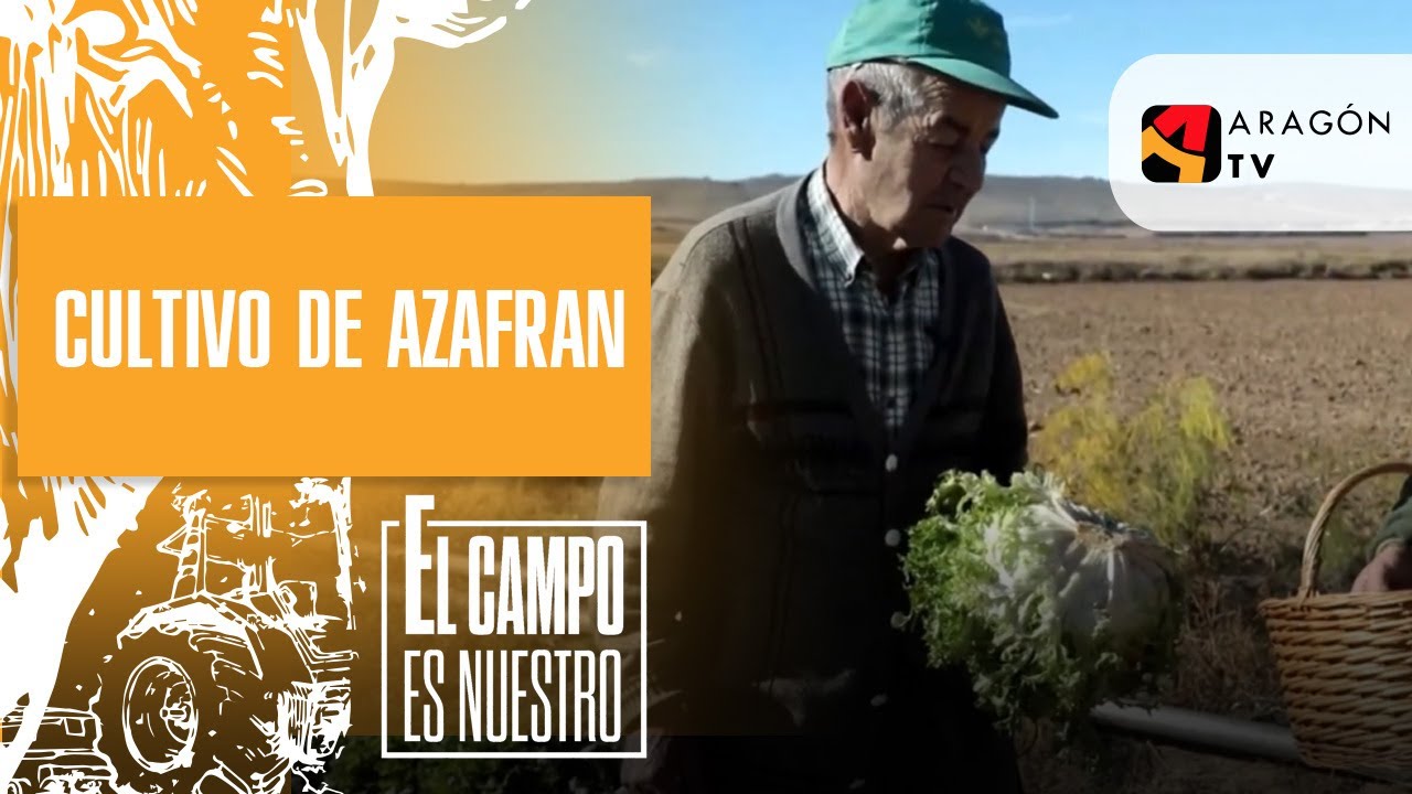 Así es un cultivo de azafrán en su año más productivo